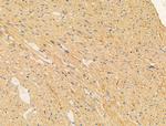 HSPA9 Antibody in Immunohistochemistry (Paraffin) (IHC (P))