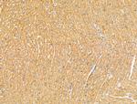 HSPA9 Antibody in Immunohistochemistry (Paraffin) (IHC (P))