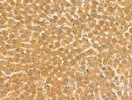 HSPA9 Antibody in Immunohistochemistry (Paraffin) (IHC (P))