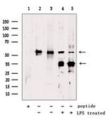 GSDMD Antibody in Western Blot (WB)