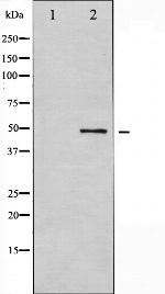 GSK3 alpha Antibody in Western Blot (WB)