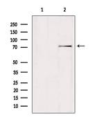 GTPBP1 Antibody in Western Blot (WB)