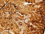 USH1C Antibody in Immunohistochemistry (Paraffin) (IHC (P))