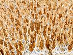 USH1C Antibody in Immunohistochemistry (Paraffin) (IHC (P))