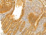 USH1C Antibody in Immunohistochemistry (Paraffin) (IHC (P))