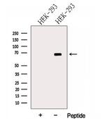 USH1C Antibody in Western Blot (WB)