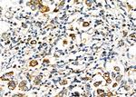 TIM-3 Antibody in Immunohistochemistry (Paraffin) (IHC (P))