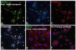 HCLS1 Antibody in Immunocytochemistry (ICC/IF)