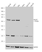 HCLS1 Antibody in Western Blot (WB)