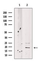 HBB Antibody in Western Blot (WB)