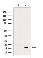 HBB Antibody in Western Blot (WB)