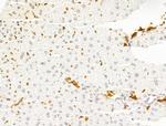 HHIP Antibody in Immunohistochemistry (Paraffin) (IHC (P))