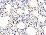 HHIP Antibody in Immunohistochemistry (Paraffin) (IHC (P))