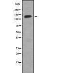 HIPK1 Antibody in Western Blot (WB)