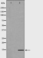 Histone H2B Antibody in Western Blot (WB)