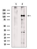 HLTF Antibody in Western Blot (WB)