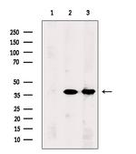 PCBP1 Antibody in Western Blot (WB)