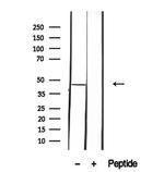 HOMER1 Antibody in Western Blot (WB)