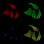 HRH2 Antibody in Immunocytochemistry (ICC/IF)