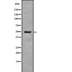 IDH2 Antibody in Western Blot (WB)