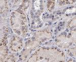 IL-12 p70 Antibody in Immunohistochemistry (Paraffin) (IHC (P))