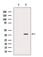 IL-12 p40 Antibody in Western Blot (WB)