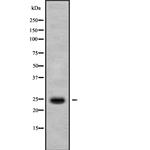 IL-37 Antibody in Western Blot (WB)