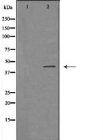 IL2RG Antibody in Western Blot (WB)