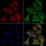 IL-3 Antibody in Immunocytochemistry (ICC/IF)