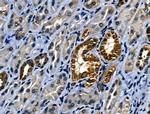 IL-4 Antibody in Immunohistochemistry (Paraffin) (IHC (P))