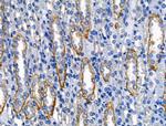 IL-4 Antibody in Immunohistochemistry (Paraffin) (IHC (P))