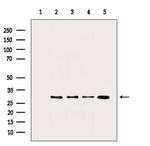 IL-4 Antibody in Western Blot (WB)