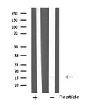 IL-4 Antibody in Western Blot (WB)