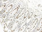 ILF1 Antibody in Immunohistochemistry (Paraffin) (IHC (P))