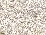 ILF1 Antibody in Immunohistochemistry (Paraffin) (IHC (P))