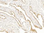 ILF1 Antibody in Immunohistochemistry (Paraffin) (IHC (P))