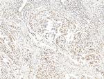 ILF1 Antibody in Immunohistochemistry (Paraffin) (IHC (P))