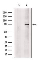 ILF1 Antibody in Western Blot (WB)