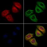 IFN alpha Antibody in Immunocytochemistry (ICC/IF)