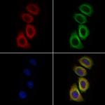 ERN1/ERN2 Antibody in Immunocytochemistry (ICC/IF)