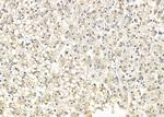 KV3.2 (KCNC2) Antibody in Immunohistochemistry (Paraffin) (IHC (P))