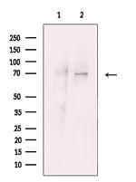 KV3.2 (KCNC2) Antibody in Western Blot (WB)