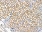 KCNK2 Antibody in Immunohistochemistry (Paraffin) (IHC (P))