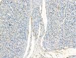 JMJD2B Antibody in Immunohistochemistry (Paraffin) (IHC (P))