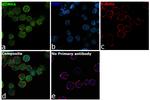 KDM6A Antibody in Immunocytochemistry (ICC/IF)