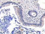 KGF Antibody in Immunohistochemistry (Paraffin) (IHC (P))