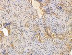 KGF Antibody in Immunohistochemistry (Paraffin) (IHC (P))