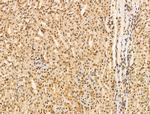 KGF Antibody in Immunohistochemistry (Paraffin) (IHC (P))