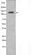 KIF4A Antibody in Western Blot (WB)