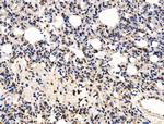 KLF15 Antibody in Immunohistochemistry (Paraffin) (IHC (P))